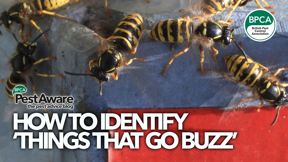 PestAwarethingsthatgobuzz PestAwarethingsthatgobuzz